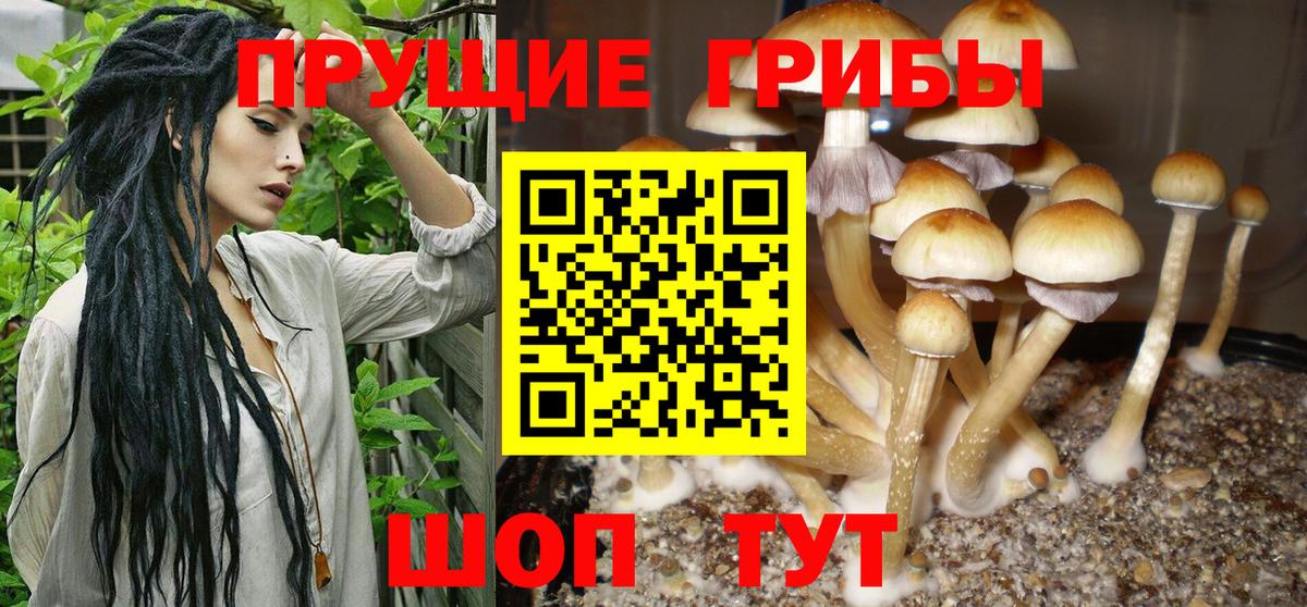 Галлюциногенные грибы Psilocybine cubensis  Вход с VPN  Кудымкар 